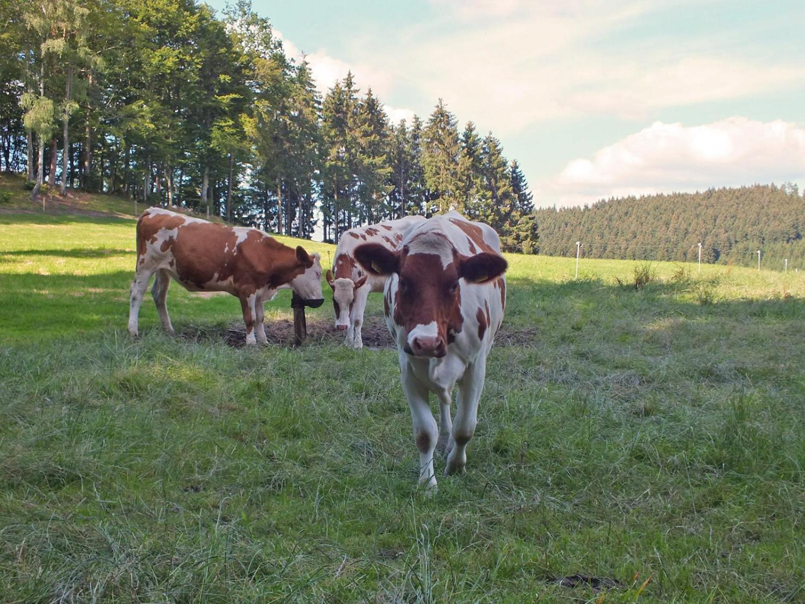 Kornkammer Schmallenberg Bagian luar foto
