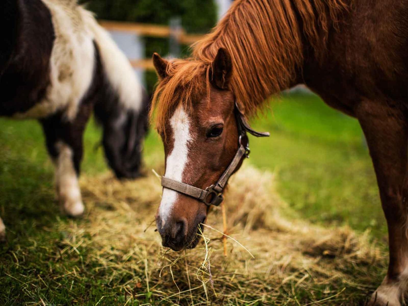Kornkammer Schmallenberg Bagian luar foto